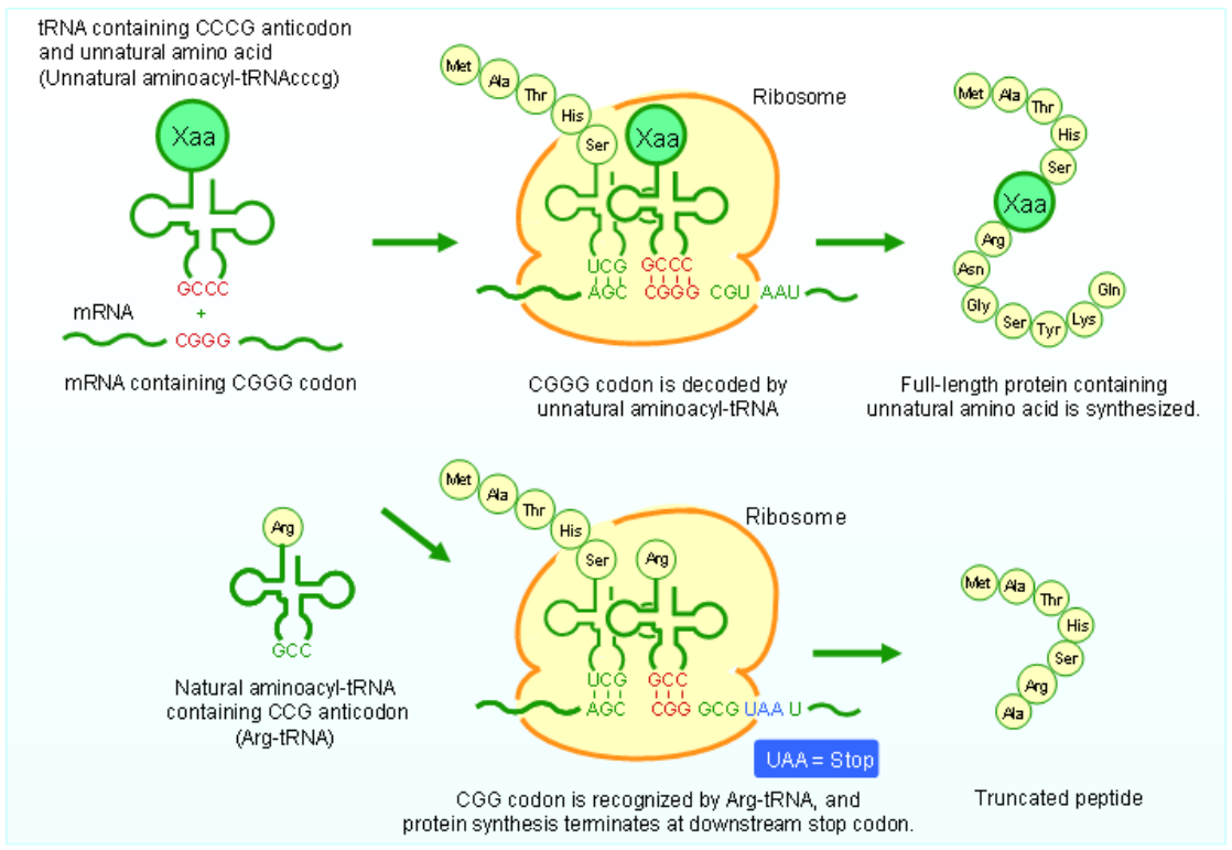 CGGG four-base codon. Principle of incorporation of unnatural amino acids.
